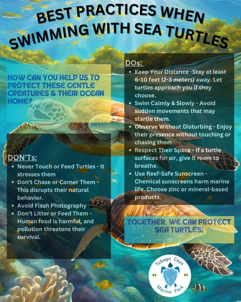 Best Practices When Swimming With Sea Turtles!